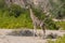 Solitary Giraffe in the Namibian Desert