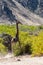 Solitary Giraffe in the Namibian Desert