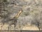 Solitary Giraffe in thick African bush in namibian bush