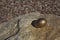 Solitary gold egg perched on large rock