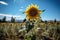 Solitary golden sunflower stands out on a blue field., generative IA