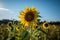 Solitary golden sunflower stands out on a blue field., generative IA