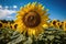 Solitary golden sunflower in sunny field, surrounded by bees., generative IA