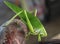 A solitary green leaf katydid in the guatemalan jungle