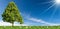 Solitary Green Tree on a Meadow Against a Blue Sky with Clouds and Sunbeams