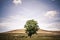 Solitary green tree in the missle of a wild field