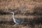 Solitary Grey Heron, Ardea cinerea