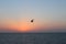 A solitary gull gliding through a still sunrise above the English channel, Cornwall England