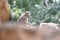 A solitary Hamadryas Baboon Juvenile in the wild