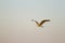 Solitary Heron flies over Lake Albufera in Valencia