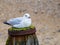 A solitary Herring Gull perched on a post