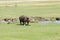 Solitary hippo in the Ngorongoro