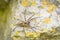 Solitary hobo spider - Tegenaria agrestis