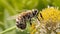 A solitary honeybee collecting nectar from a cluster of wildflowers