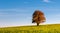 Solitary large tree - Autumn Colors