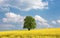 Solitary large tree in a yellow rapeseed field