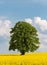 Solitary large tree in a yellow rapeseed field