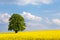 Solitary large tree in a yellow rapeseed field