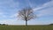 Solitary leafless tree in green field on background of blue sky