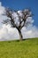 solitary leafless tree stands against a vibrant green field under a clear blue sky