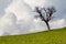 solitary leafless tree stands against a vibrant green field under a clear blue sky