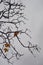 Solitary leaves on a bare tree