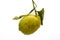 Solitary lemon on white background
