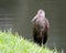 Solitary Limpkin at Water`s Edge