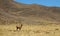 Solitary llama on yellow field