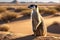 Solitary Luccoon Perched Atop Desert Dunes, Embracing Barren Beauty