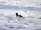 Solitary magpie gazing in snow covered grounds