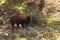 Solitary male bison