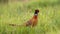 Solitary male of common pheasant, grazing in the high grass in summer season