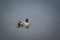 Solitary male European Widgeon on a Southport lake.