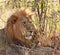 Solitary Male Lion with golden mane sits resting next to a bush in the African Bush, Hwange National Park, Zimbabwe