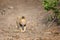 Solitary male lion in Kruger National park.