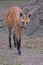 A solitary maned wolf walks on the prairie in search of food