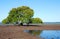 Solitary Mangrove