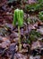 A solitary mayapple plant emerging in a spring forest.