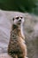 Solitary meerkat atop a large rocky outcrop, looking