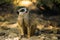 Solitary meerkat perched atop a rocky outcrop, surveying its surroundings.