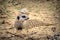 Solitary Meerkat perched on the sandy terrain of a zoo park