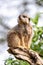 A solitary meerkat, suricata suricatta, stands guard for the rest of the troupe. Green foliage  and sky background