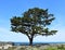 Solitary Monterey Cypress Tree