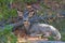 Solitary Mule Deer Resting in the Forest