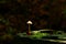 Solitary mushroom