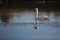 Solitary Mute Swan in Pond