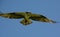 Solitary Northern Osprey In Full Flight Mode