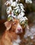 solitary Nova Scotia Duck Tolling Retriever stands amidst a dusting of snow, a blend of autumn warmth and winter's