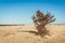 Solitary oak shrub with brown withered leaves on the slope of a sand dune